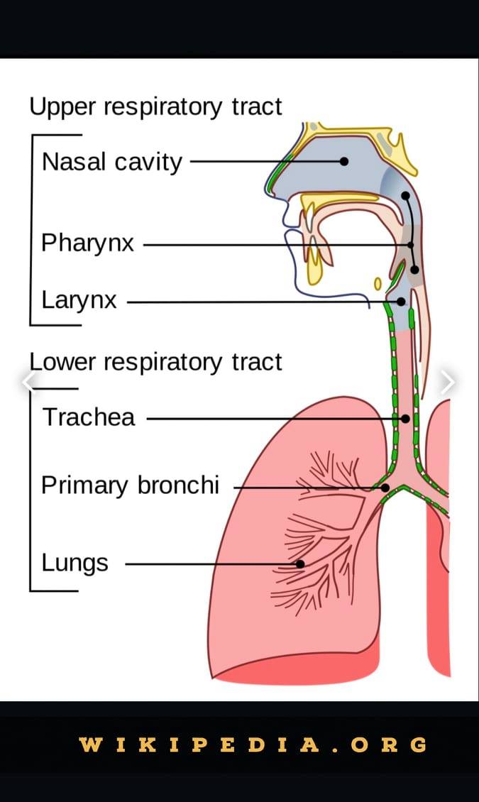 90987359_532812697252389_1021572149040644096_n